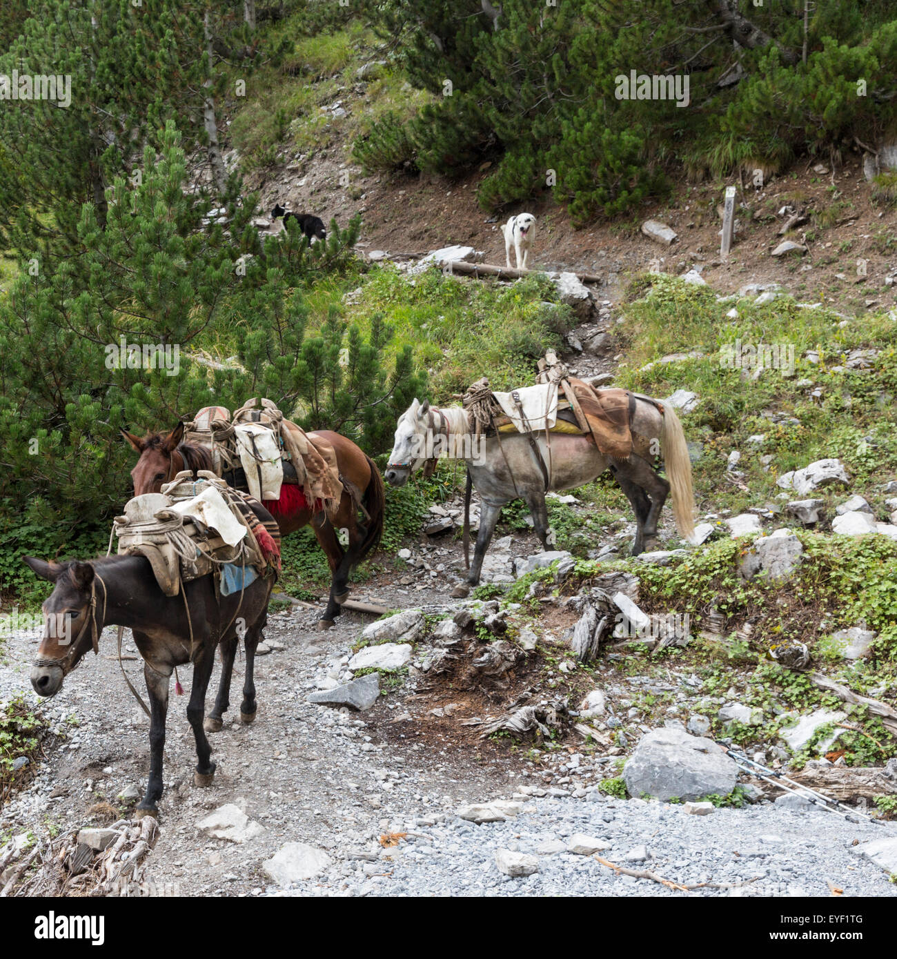 Pack Maultiere und Hunde steigen Trail von Spilios Agapitos Wanderer Zuflucht in Mt Olympus Nationalpark, Griechenland Stockfoto