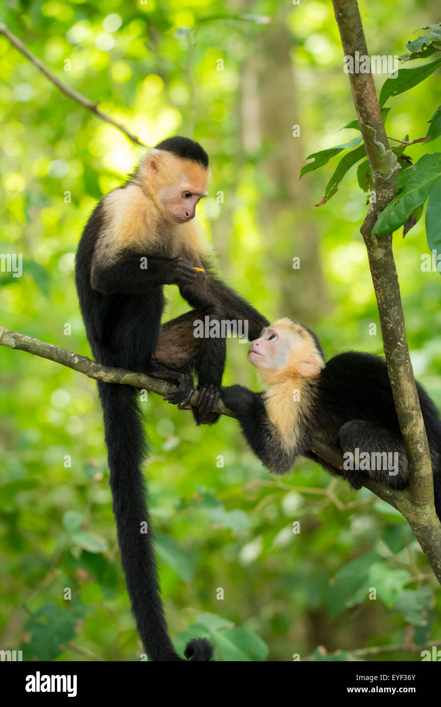 Ein paar weiße Gesicht Kapuziner Affe Babys spielen Stockfoto