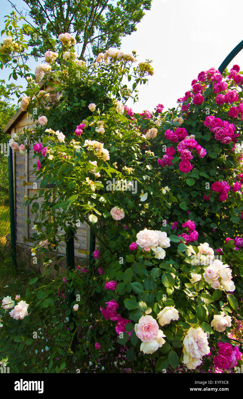 kletternde Rosen Stockfoto