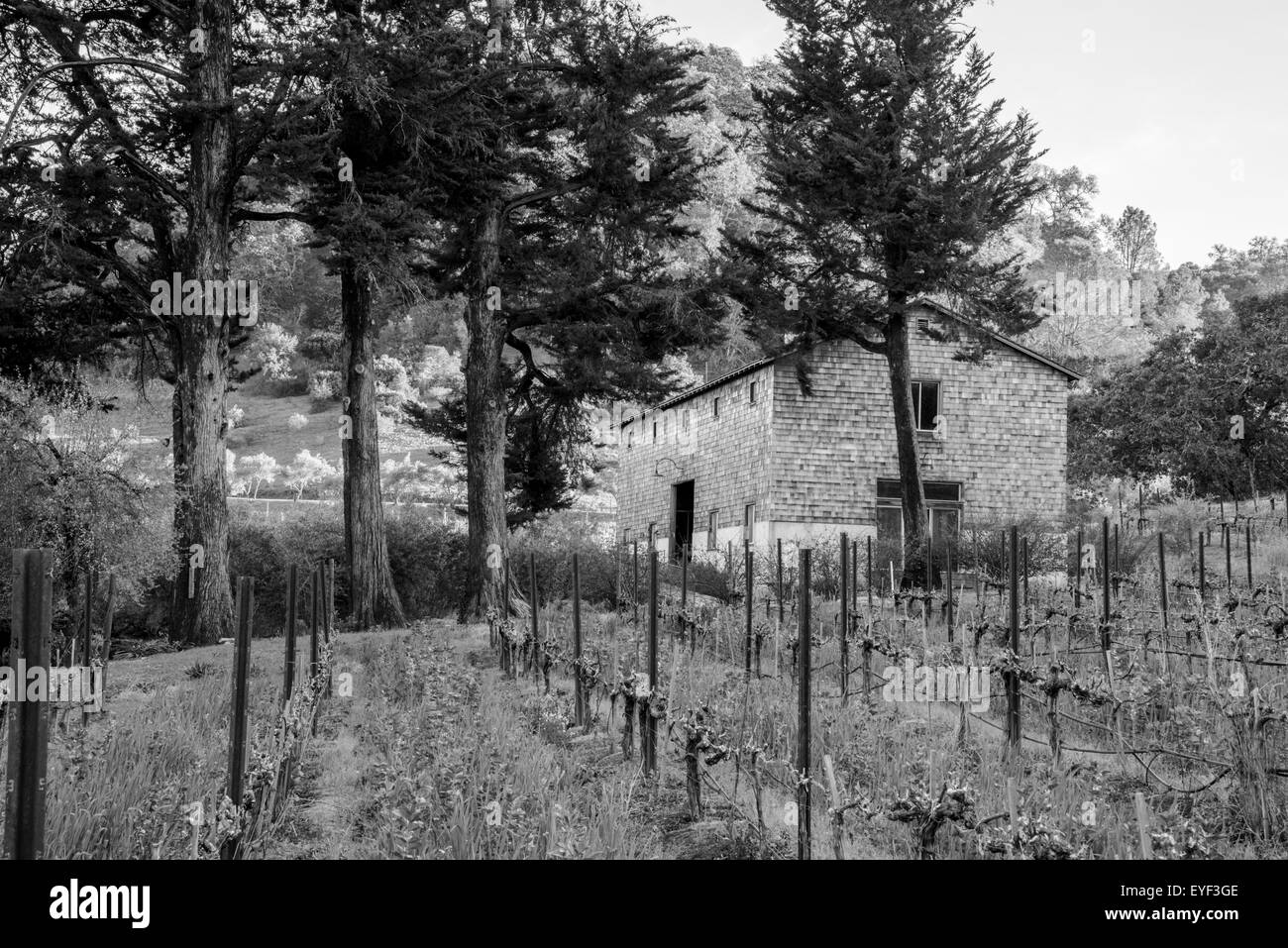 Einen wunderschönen Morgen in einem Kalifornien-Weingut Stockfoto