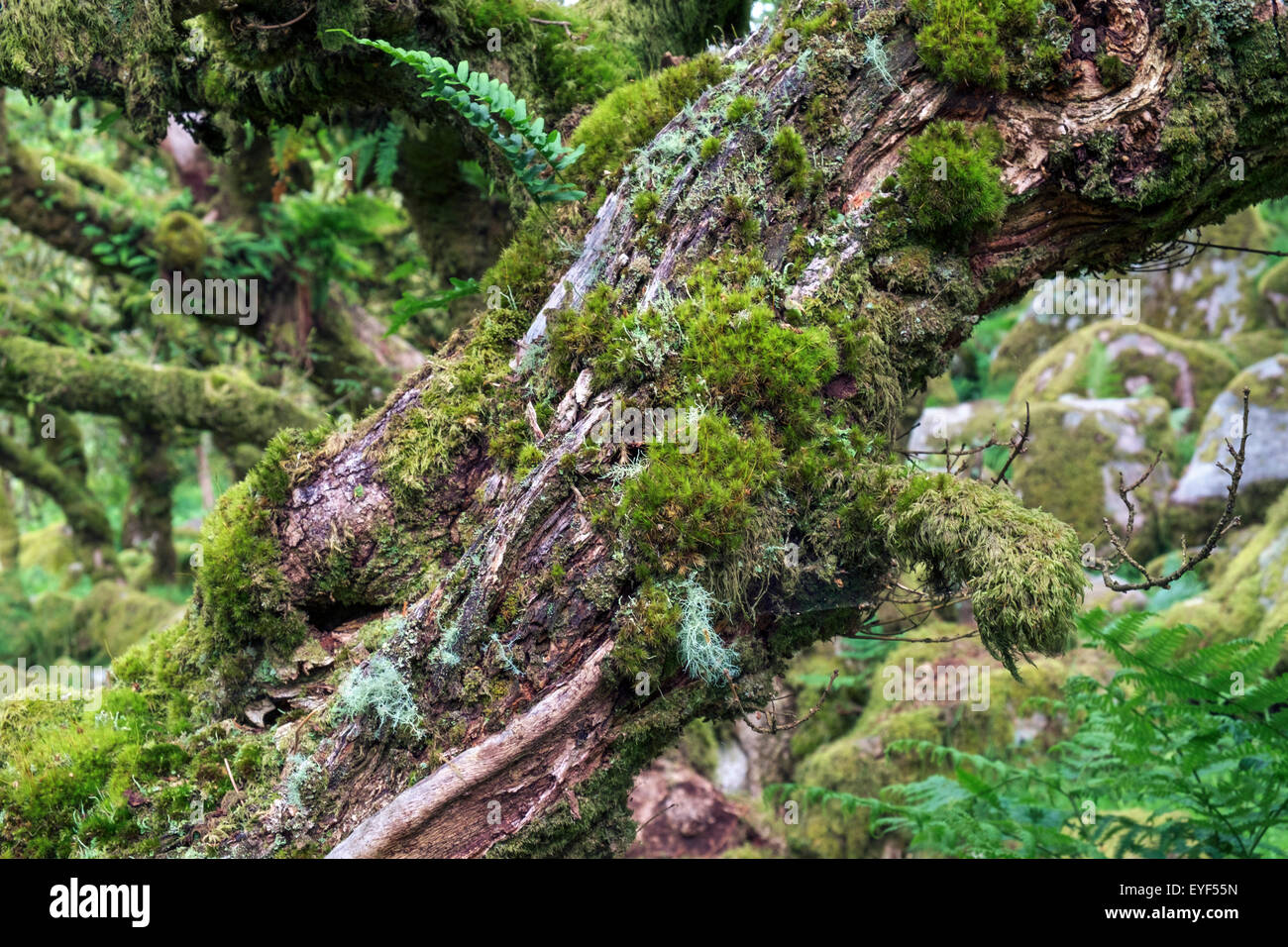 Epiphytischen Moosen und Flechten auf einer Eiche (Quercus Robur) in Wistman Holz, ein Höhen-Oakwood, Dartmoor, Devon, UK Stockfoto