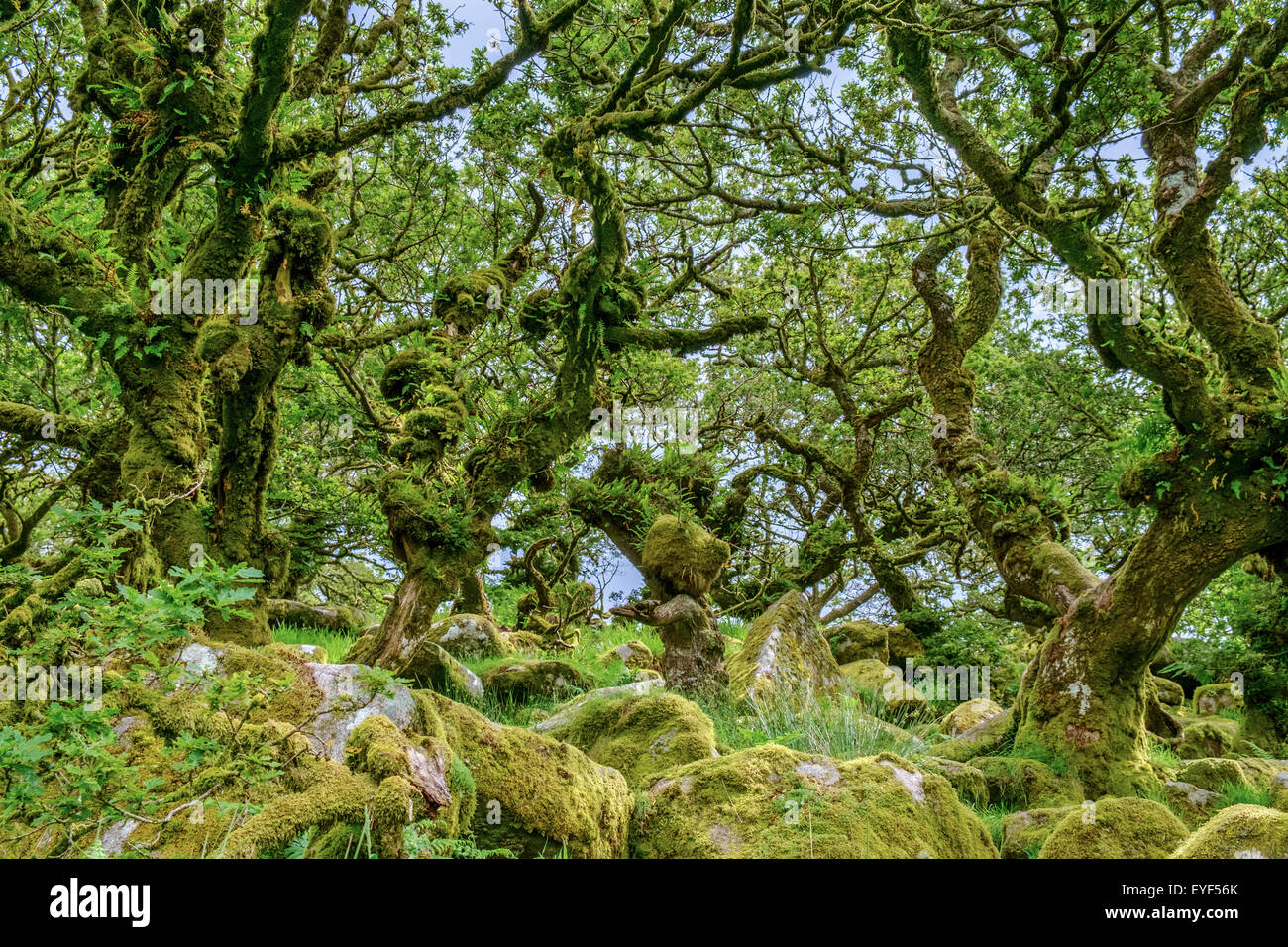 Wistman Holz, ein Höhen-Eichenholz (Quercus Robur), in der Nähe von zwei Brücken, Dartmoor National Park, Devon, England, UK Stockfoto