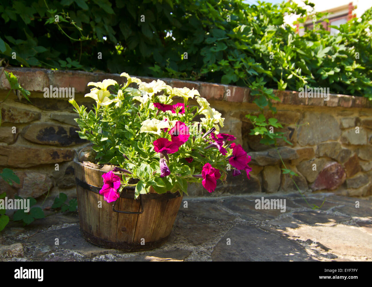 Blumen im Topf auf steinernen Terrasse Stockfoto