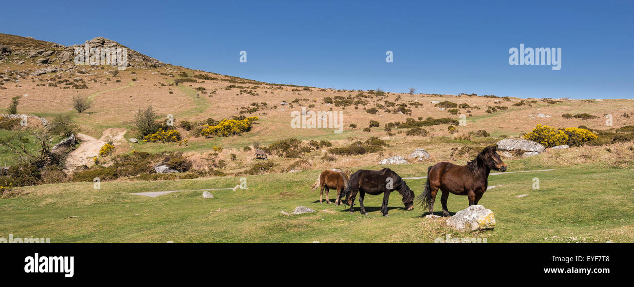 Dartmoor Ponys mit Bell Tor hinter Stockfoto