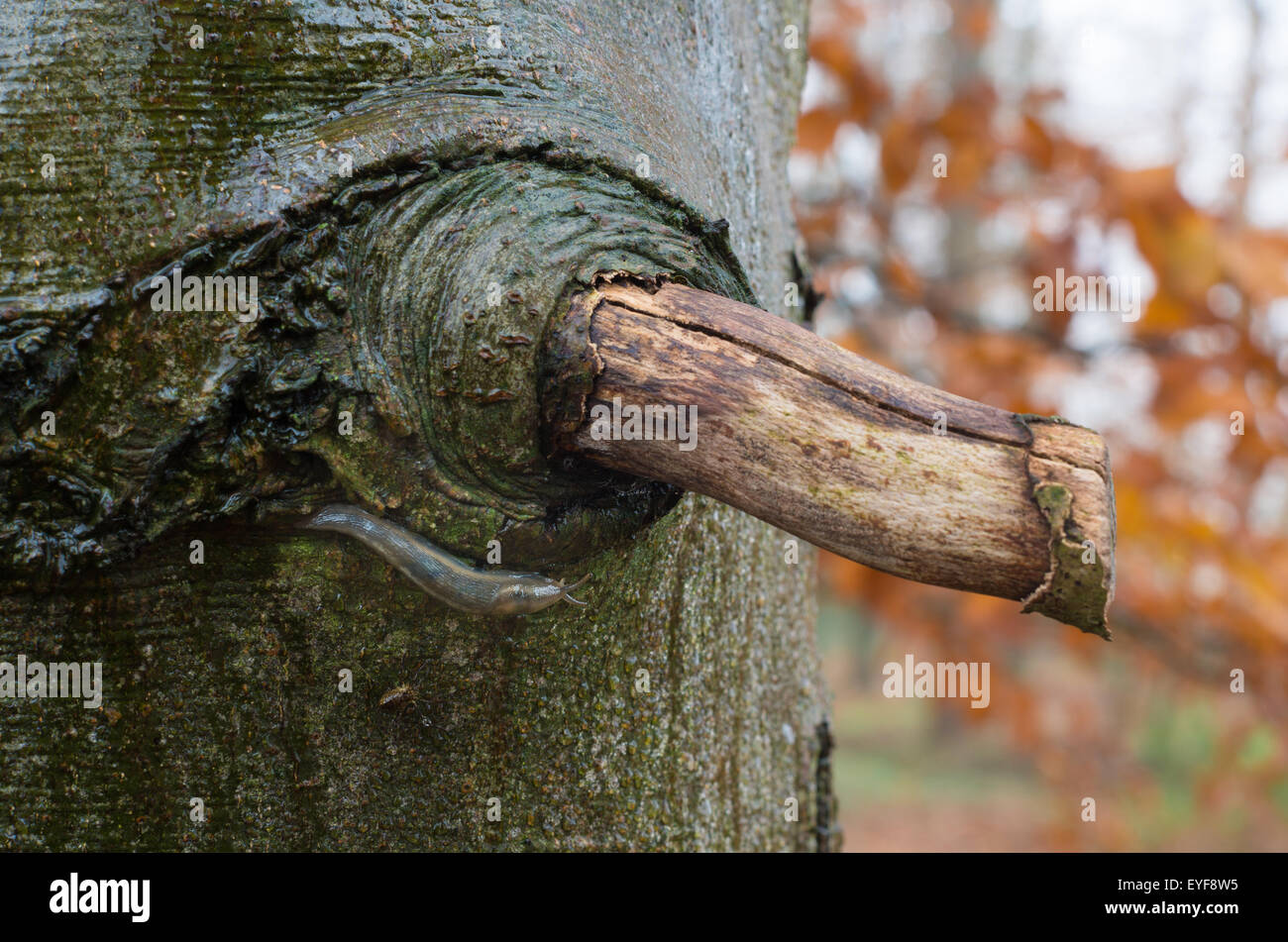 Schnecke kriecht auf einem nassen Baum Stockfoto