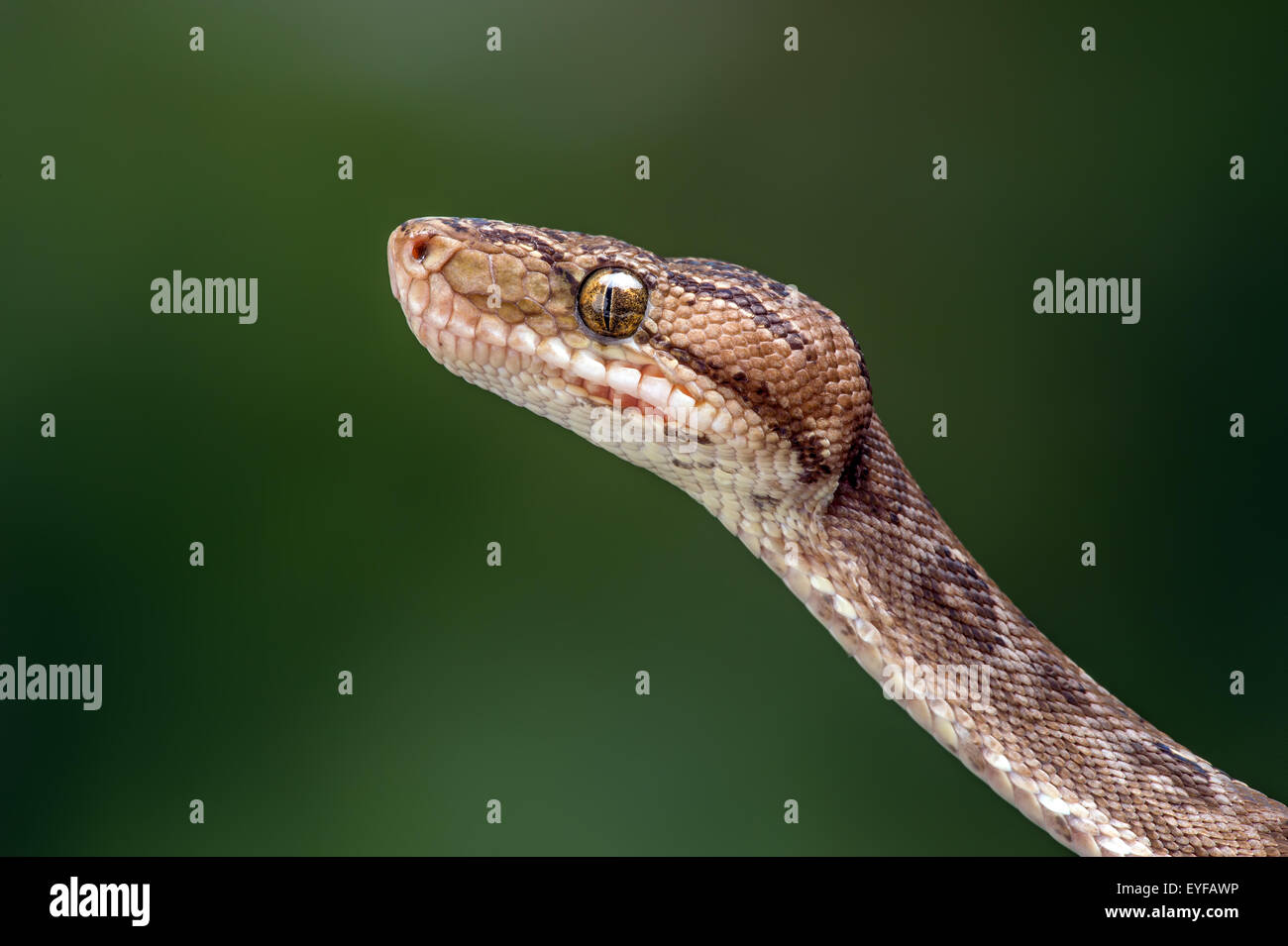 Amazon Tree Boa (Corallus Hortulanus) Stockfoto