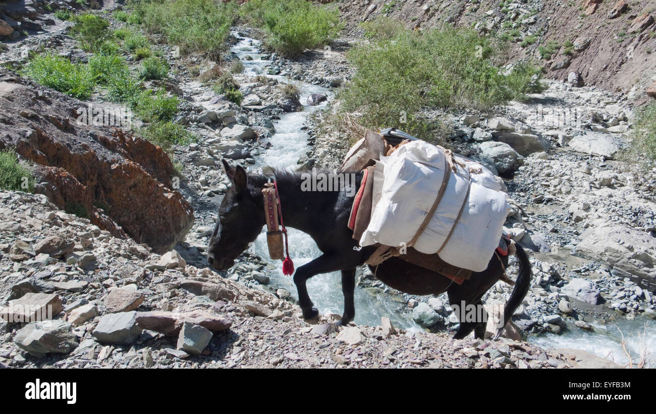 Esel mit Campingausrüstung. Trekking im Bereich von Zanskar im Ladhak, Indien Stockfoto