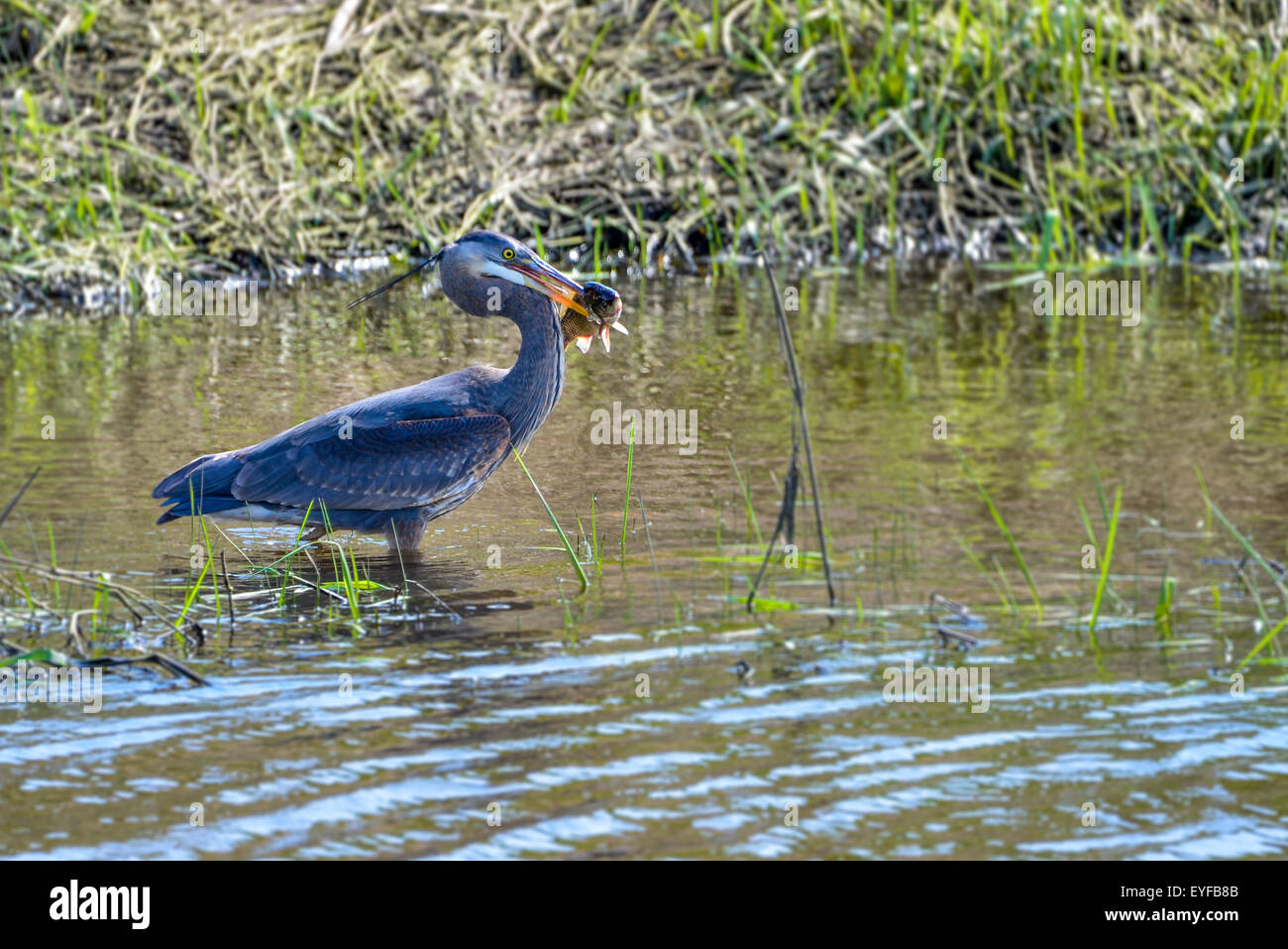 Ein Great Blue Heron (Ardea Herodias) bereitet sich auf einen Fisch auf dem Serpentine River in Surrey, BC, Kanada zu schlucken. Stockfoto