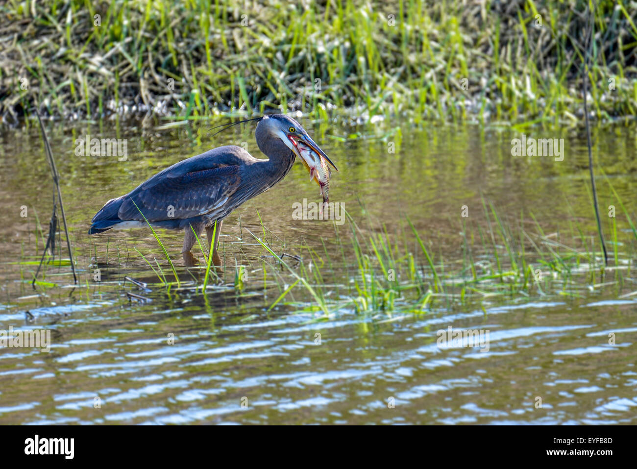 Ein Great Blue Heron (Ardea Herodias) bereitet sich auf einen Fisch auf dem Serpentine River in Surrey, BC, Kanada zu schlucken. Stockfoto