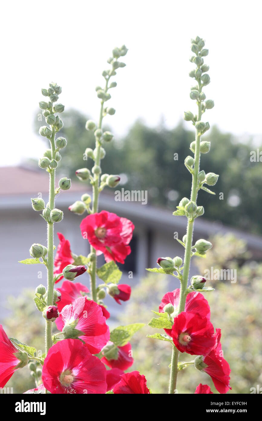 Stockrose (Alcea Rosea) tief rote Stockrose wächst am Rande von einem Blumengarten. Stockfoto