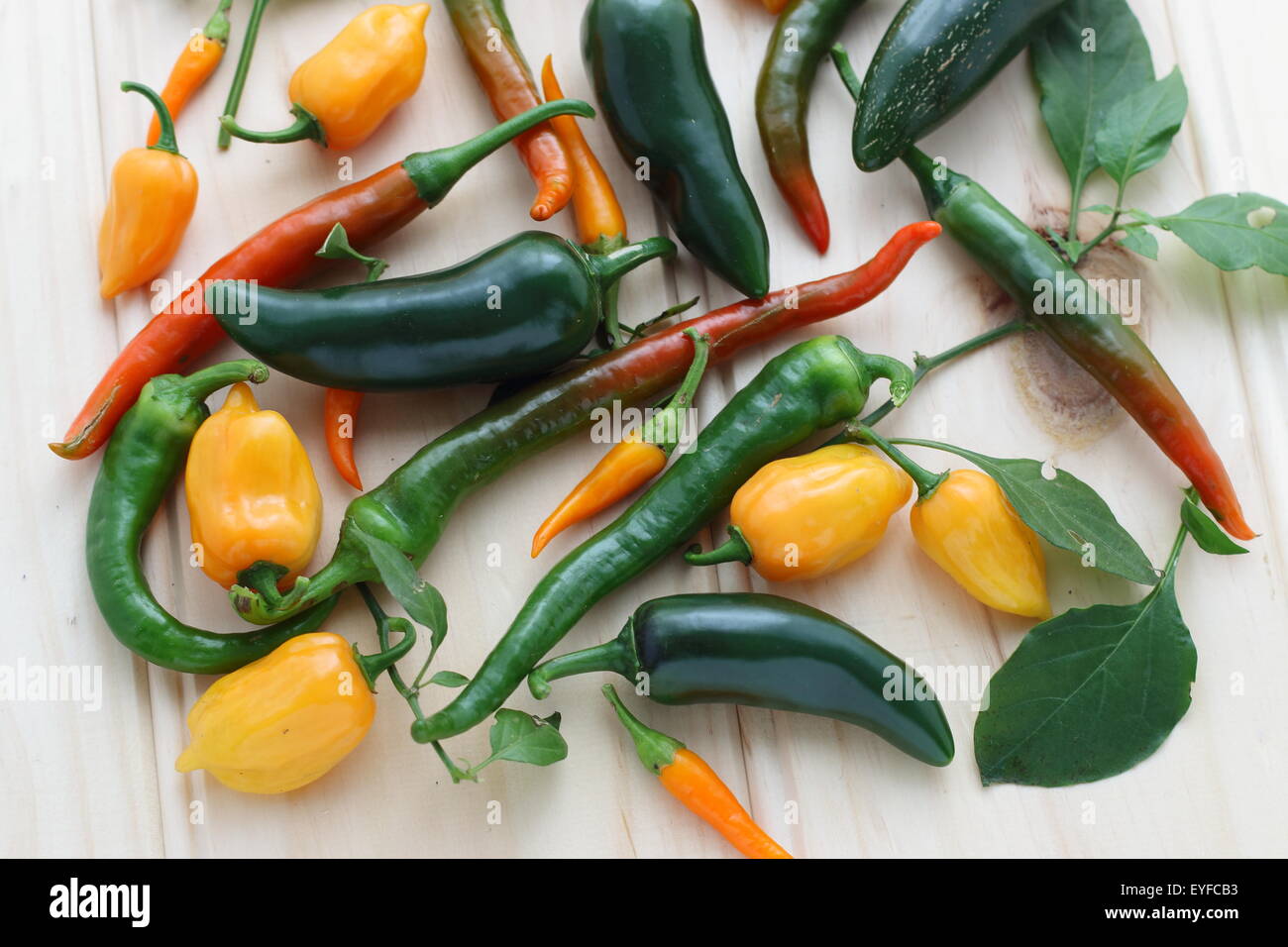 Vielzahl von homegrown Chilischoten auf einem Holzbrett Stockfoto