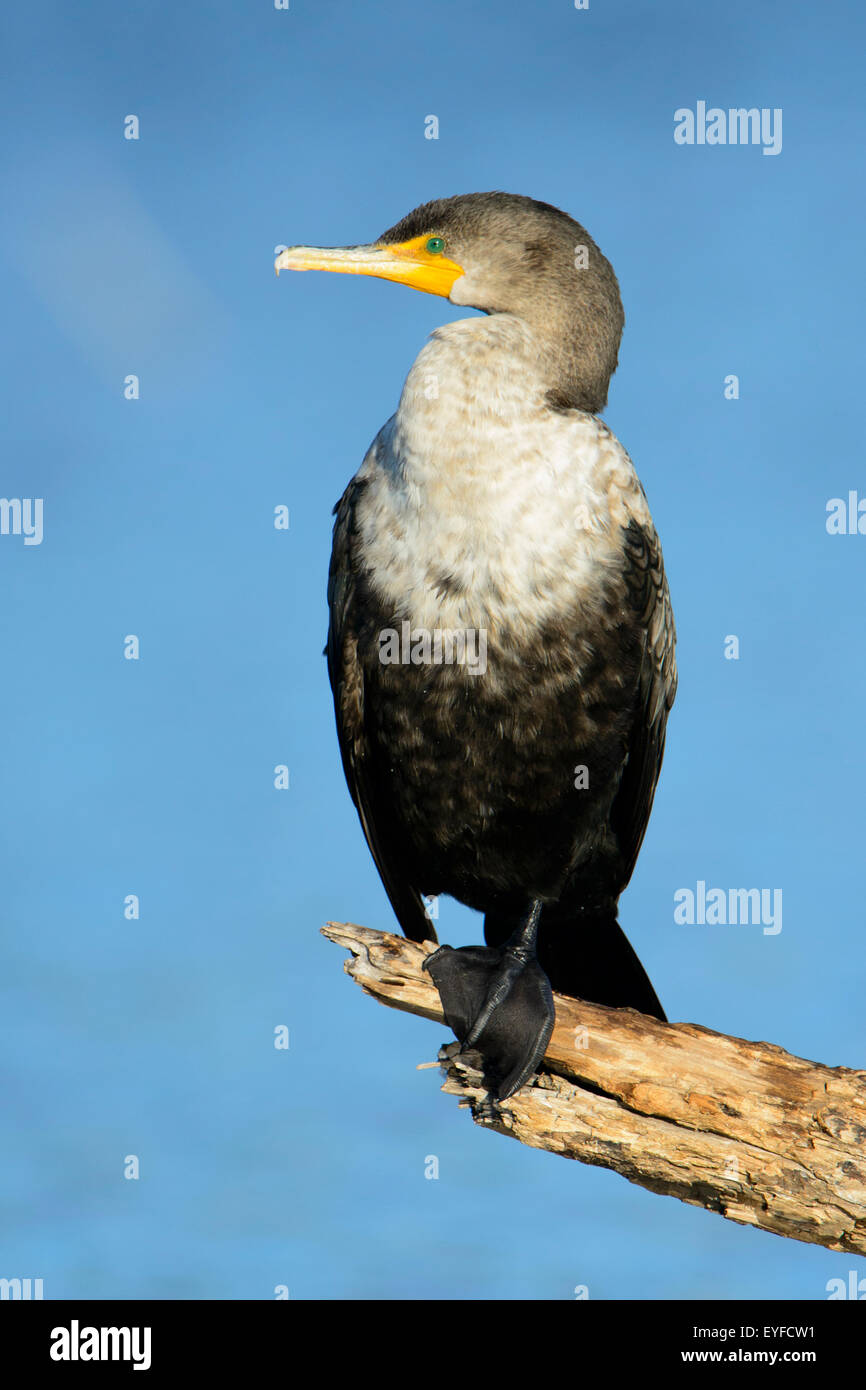 Doppel-crested Kormoran (Phalacrocorax Auritus), North Texas Stockfoto