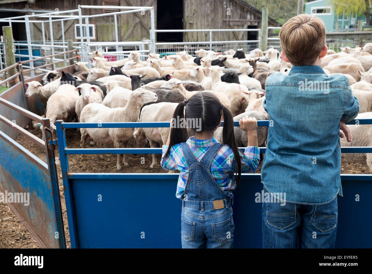 Mädchen (6-7) und jungen (10-11) Schafherde zu betrachten Stockfoto