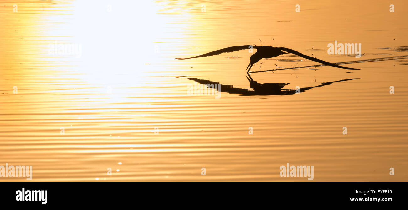 Schwarz-Skimmer (Rynchops Niger) Jagd bei Sonnenaufgang im Meer, Galveston, Texas, USA. Stockfoto