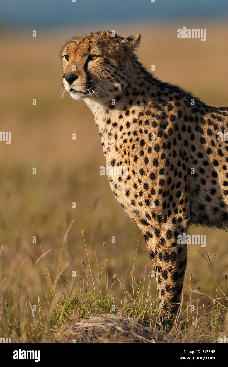 Gepard, Ol Pejeta Conservancy; Kenia Stockfoto