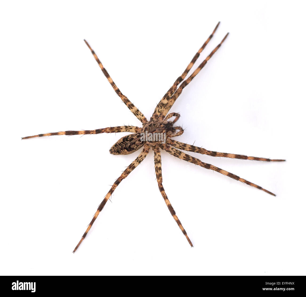 Spider (Dolomedes Tenebrosus) Angeln auf weißem Grund Stockfoto