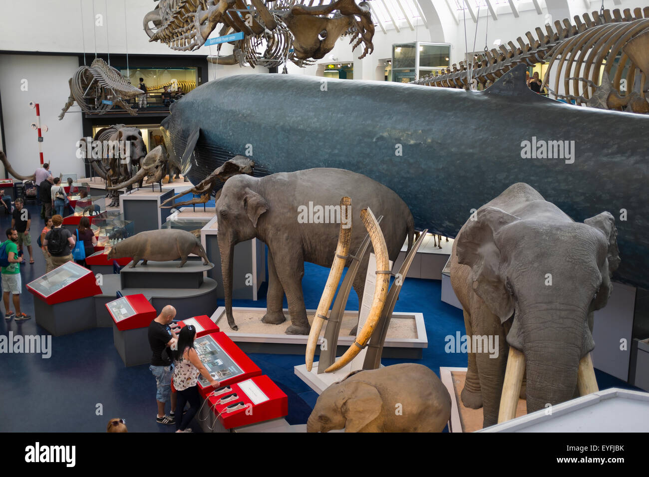 Lebensgroße Modelle von Säugetieren im The Natural History Museum in London. Stockfoto