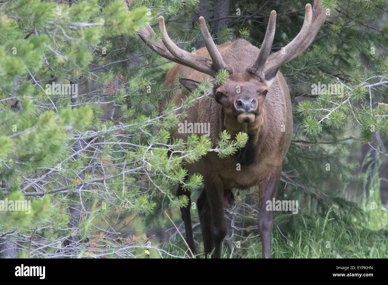 Einen großen Stier Elch in samt durchsucht und streift durch den Wald von Yellowstone National Park in der Nähe oberen Yellowstone Fälle Stockfoto