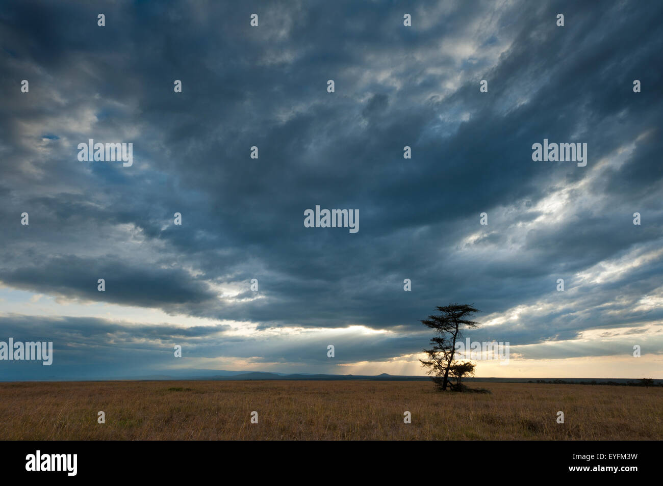 Akazie mit dramatische Wolken in der Abenddämmerung, Ol Pejeta Conservancy; Kenia Stockfoto