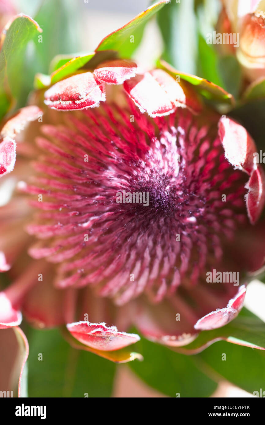 Südafrika, Nahaufnahme von Protea Blume In voller Blüte; Cape Town Stockfoto
