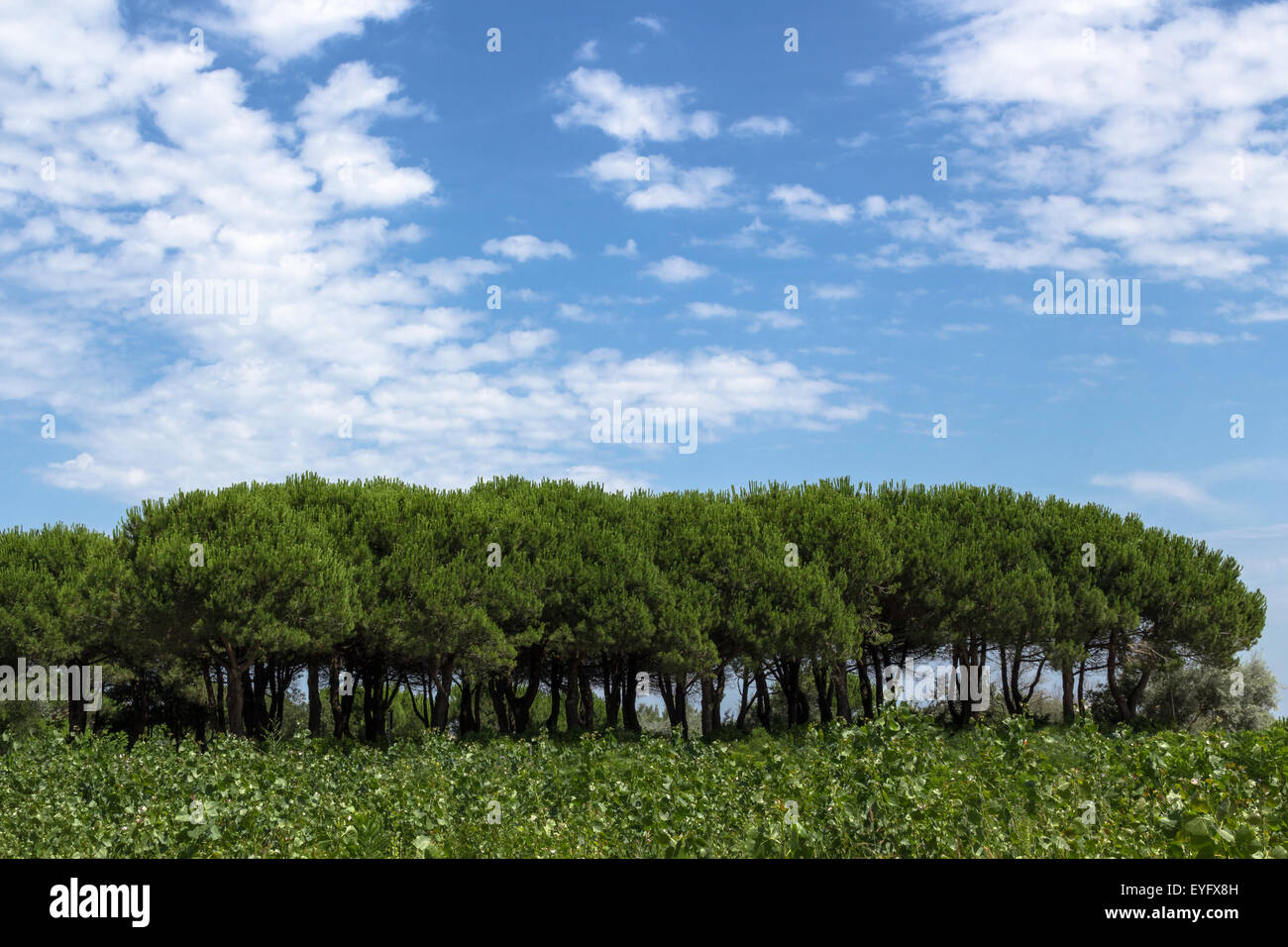 Gruppieren von mediterranen Pinien und auf dem Hintergrund eines hellen Himmels mit Wolken. Stockfoto