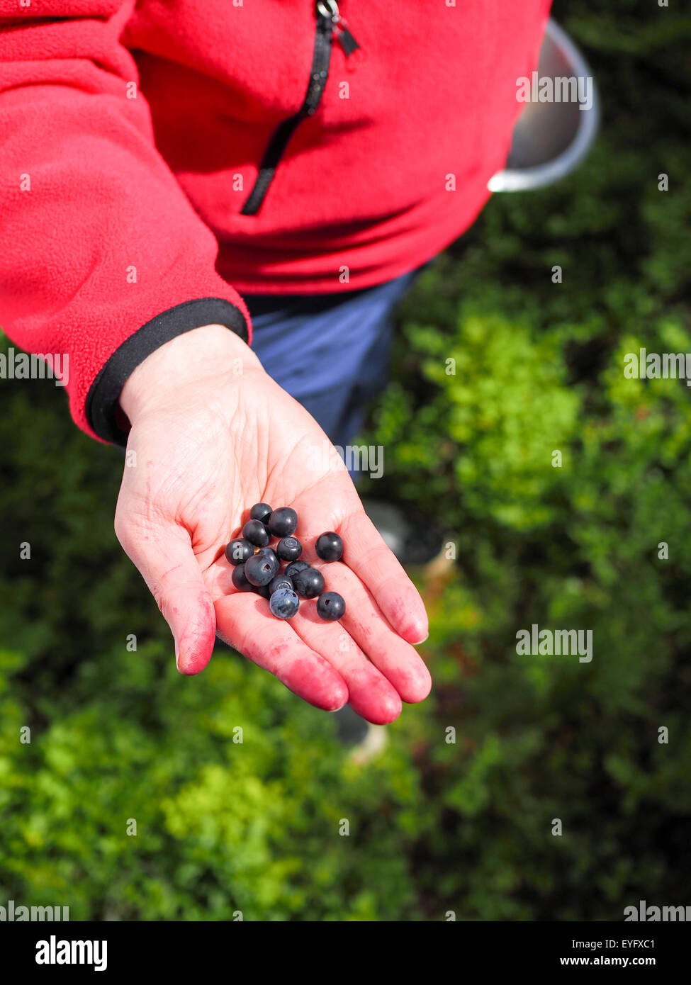 Hand und Heidelbeeren, blau gefärbten Finger Frau nimmt sie Beeren in einem Wald. Stockfoto