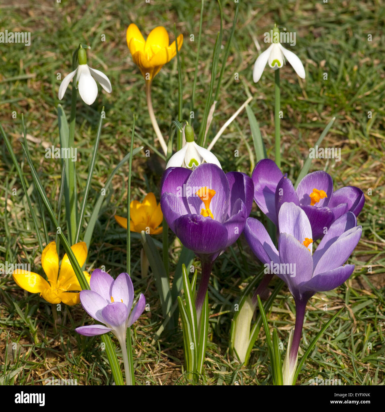 Gartenkrokus; Krokus; Krokus; Vernus; Stockfoto