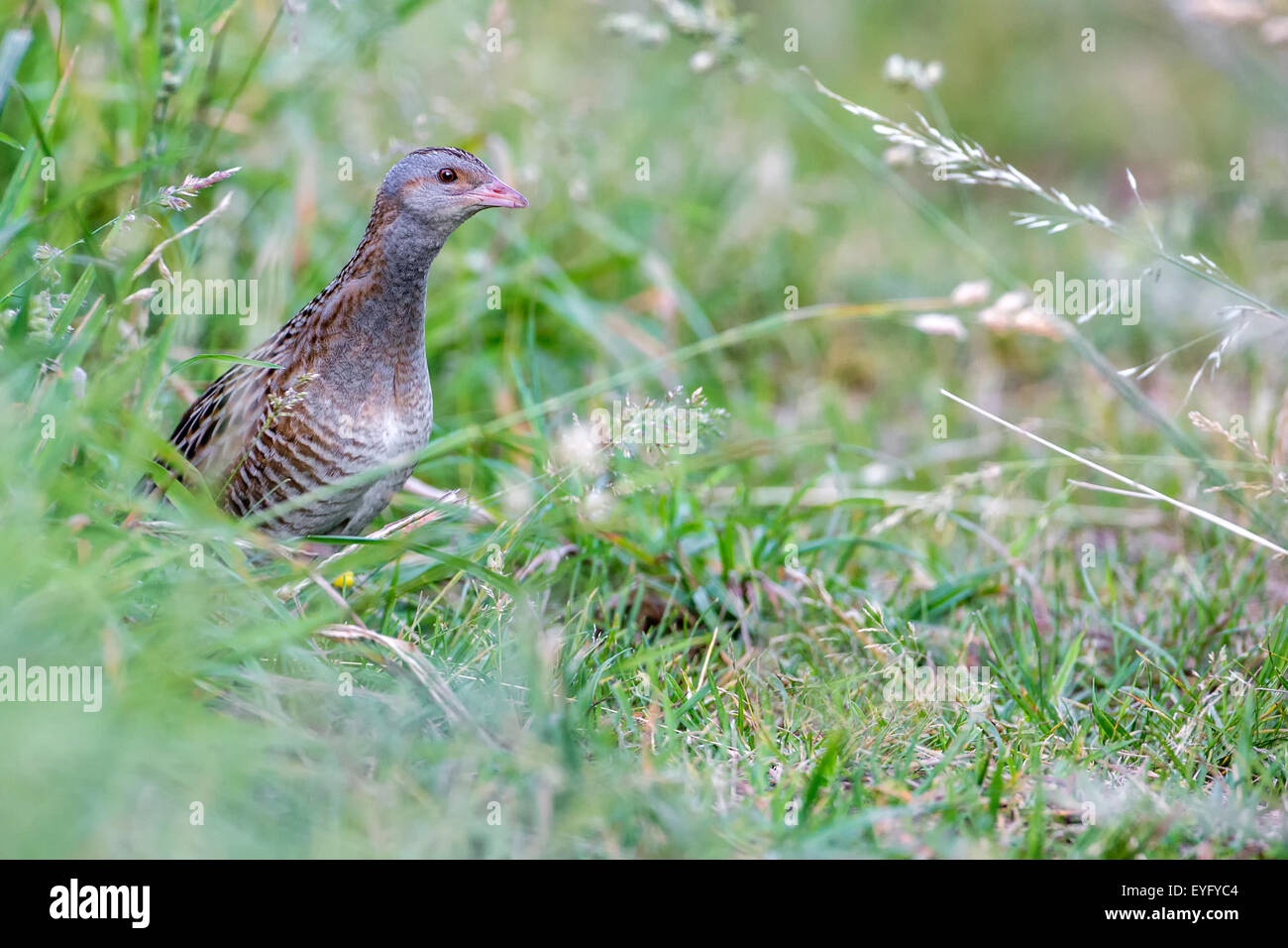 Wachtelkönig (Crex Crex), Mais Crake, mittlere Elbe-Biosphärenreservat, Sachsen-Anhalt, Deutschland Stockfoto