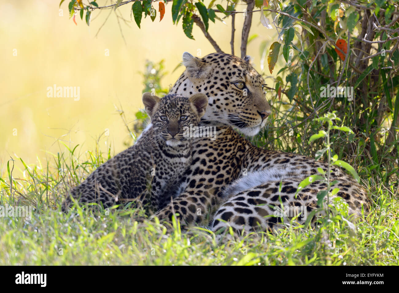 Leopard (Panthera Pardus), Weiblich, mit ihr junges, Alarm, liegen unter einem Busch, Masai Mara National Reserve, Kenia Stockfoto