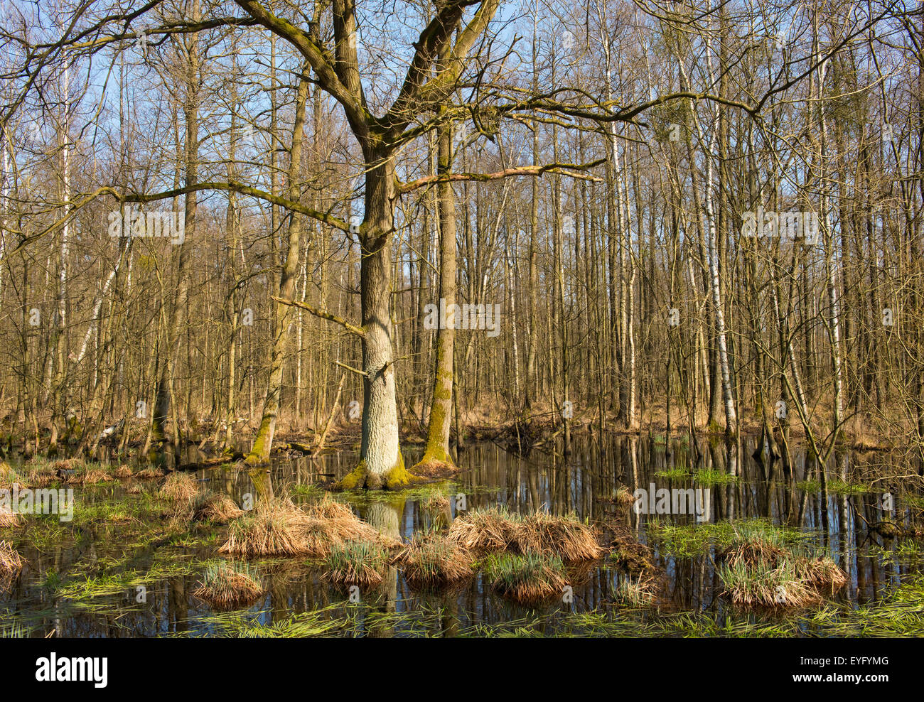 Auenwald mit englischen Eichen (Quercus Robur) im Frühjahr, Drömling Naturschutzgebiet, Niedersachsen, Deutschland Stockfoto