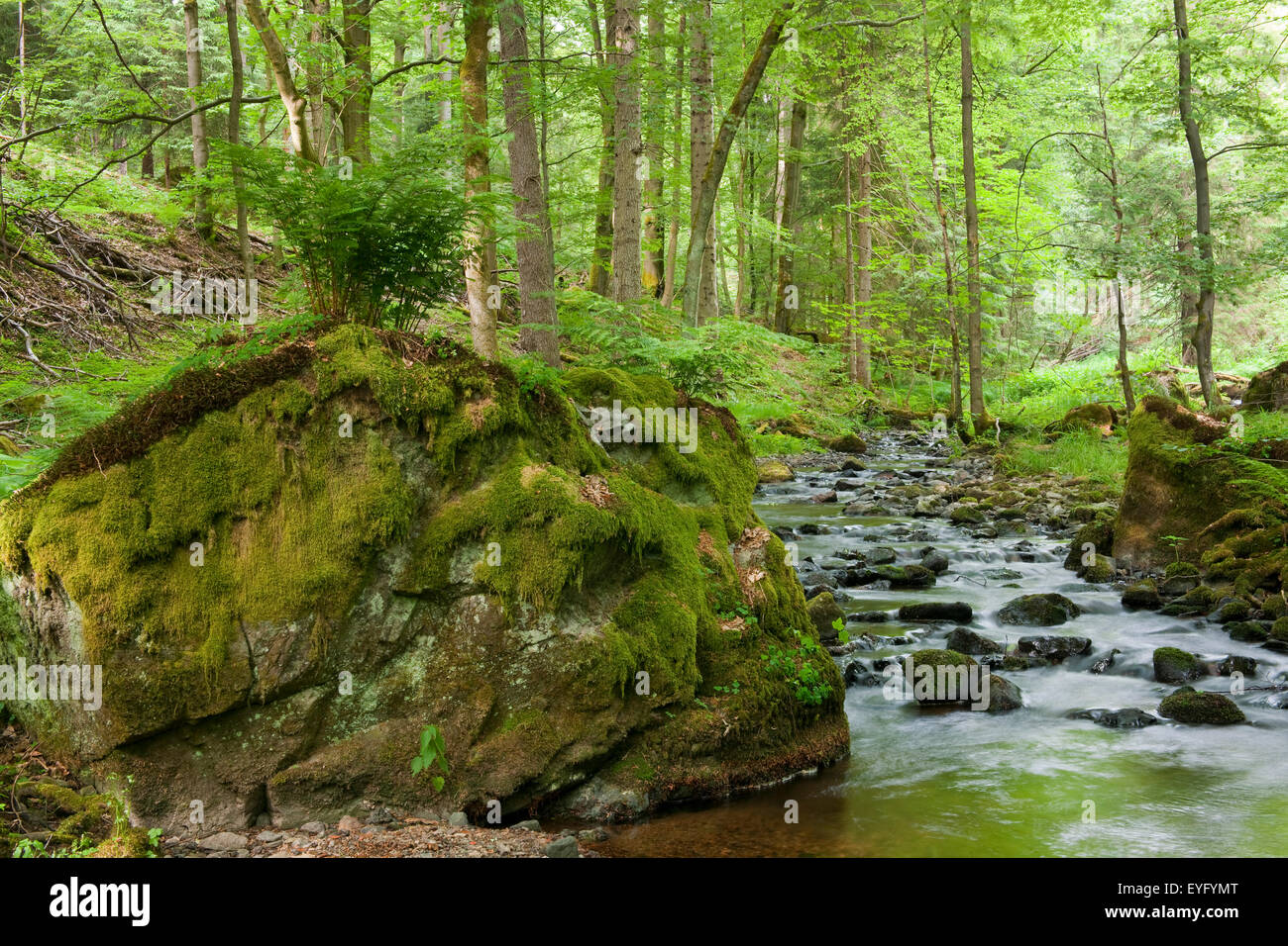 Fluss-Behälters, Biosphärenreservat Vessertal-Thüringer Wald, Thüringen, Deutschland Stockfoto