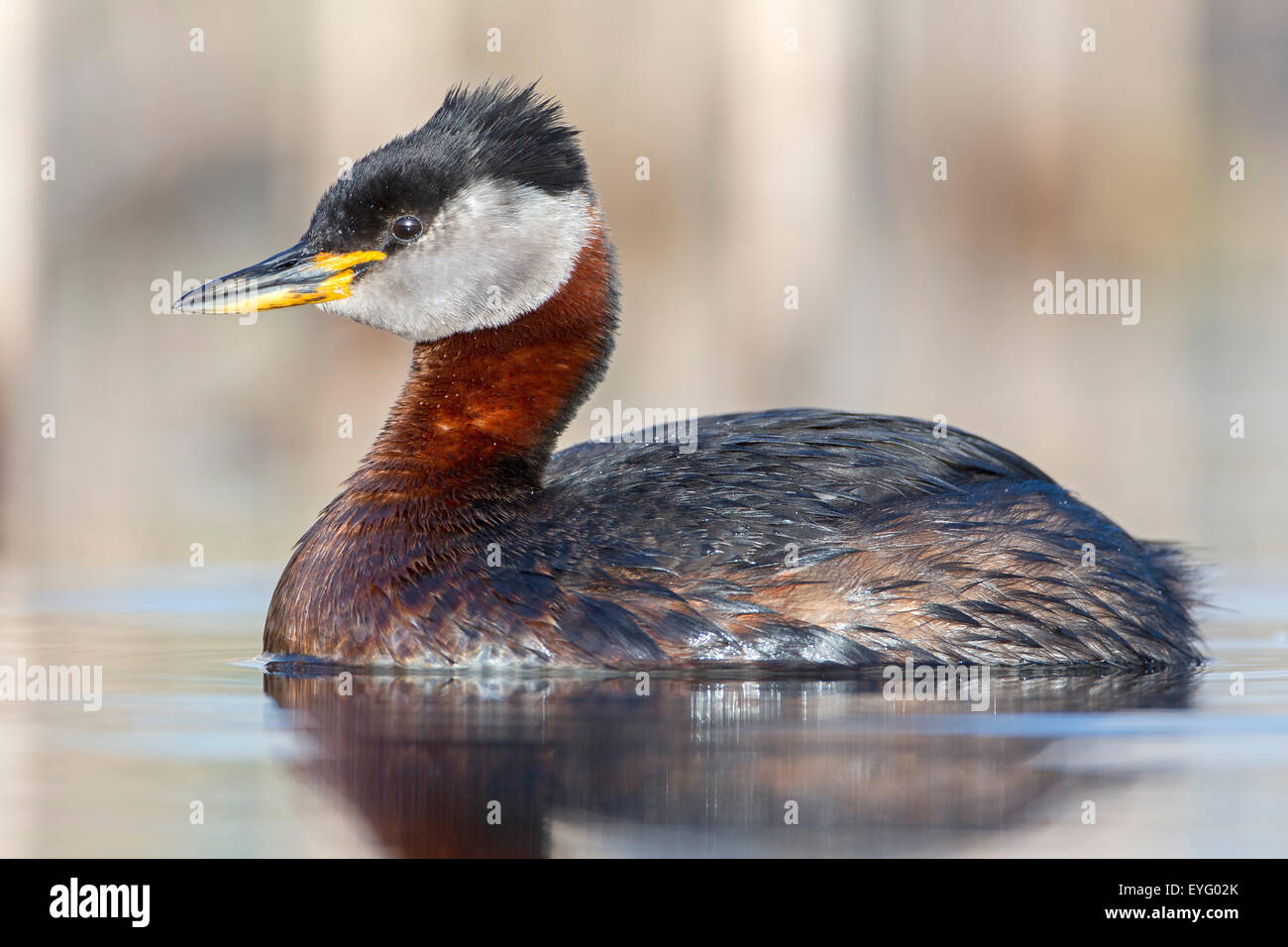 Red-necked Grebe (Podiceps Grisegena) Porträt, Männlich, Zucht Gefieder, mittlere Elbe-Biosphärenreservat, Sachsen-Anhalt, Deutschland Stockfoto