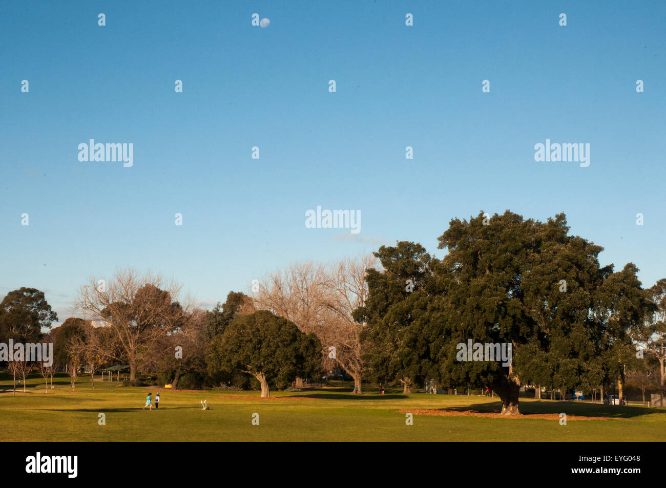Kinder spielen im Princes Park, Caulfield, an einem Winternachmittag in Melbourne. Der große Baum rechts ist eine Korkeiche, Quercus suber Stockfoto