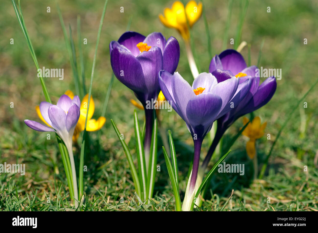 Gartenkrokus; Krokus; Krokus; Vernus; Stockfoto