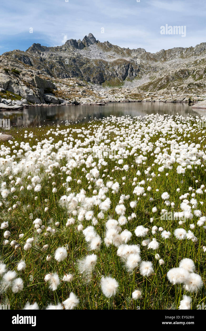 ItalyCentral Alpen Trentino Adamello-Brenta natürlichen Park Alpine See weiß Wollgras Wollgras scheuchzeri Stockfoto