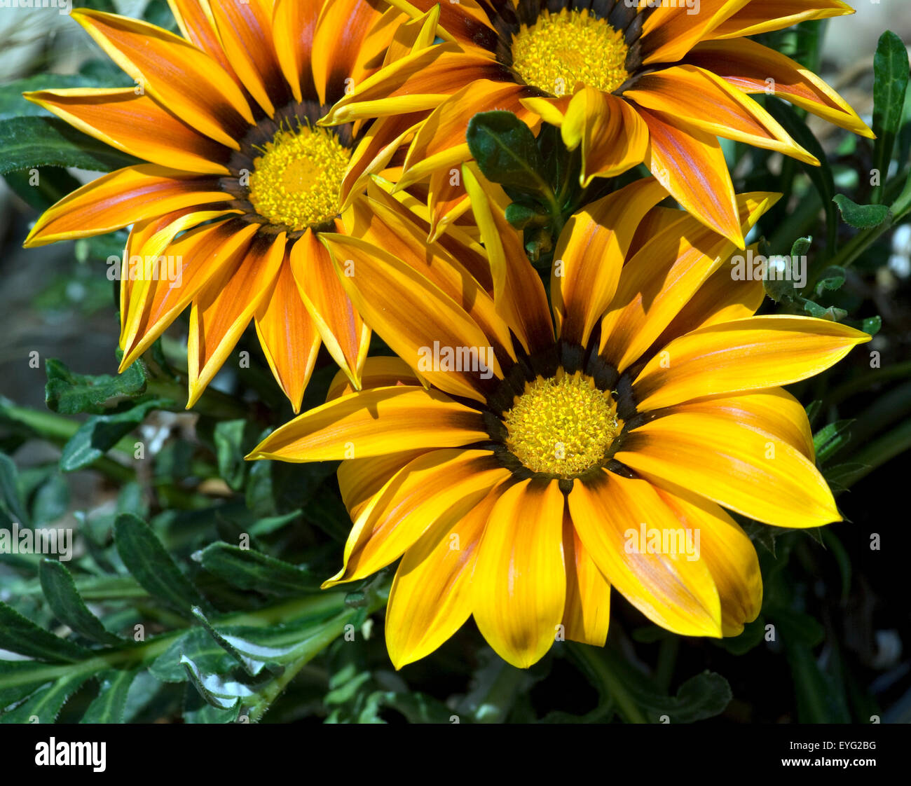 Gazanien;  Gazanien, Hybride;  Splendens; Stockfoto