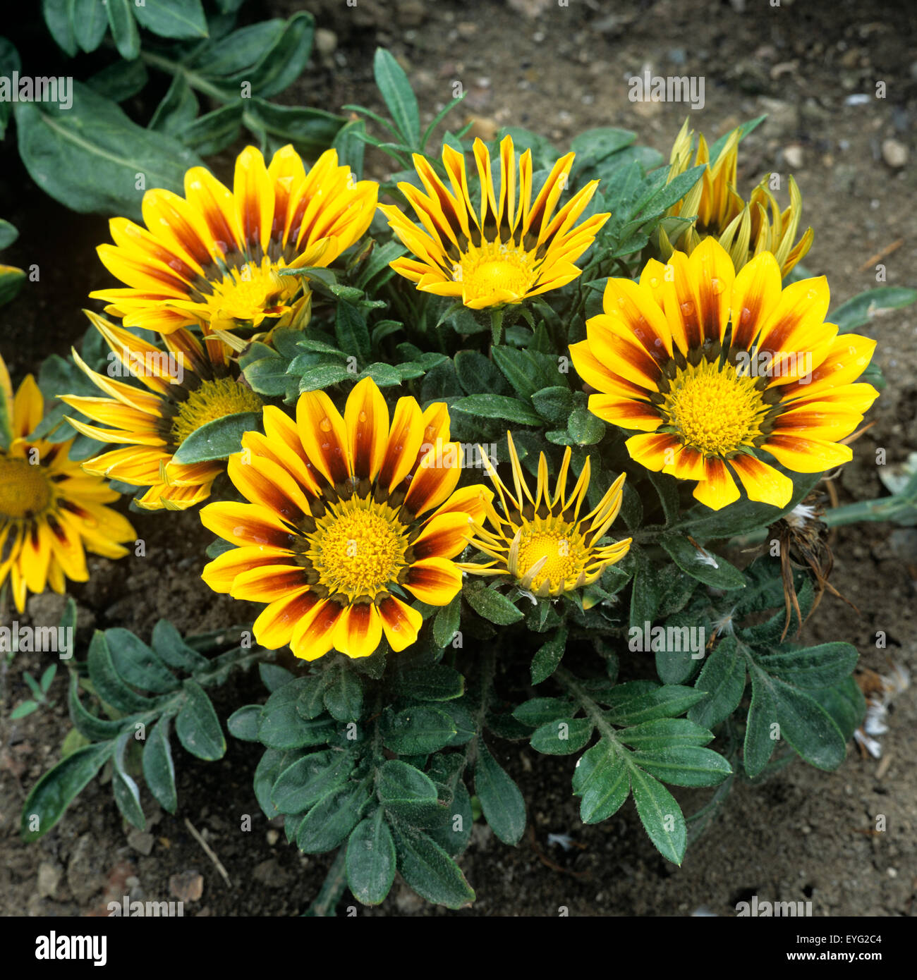 Gazanien Gazanien Hybride Gazanien Splendens Stockfotografie Alamy