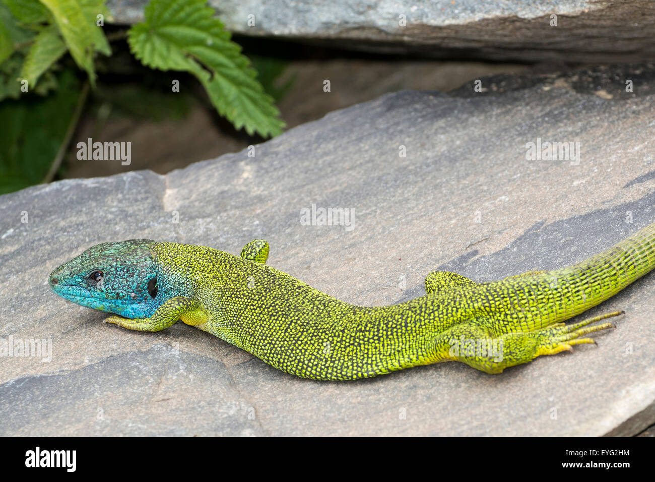 Alpen westliche Smaragdeidechse Lacerta bilineata Stockfoto