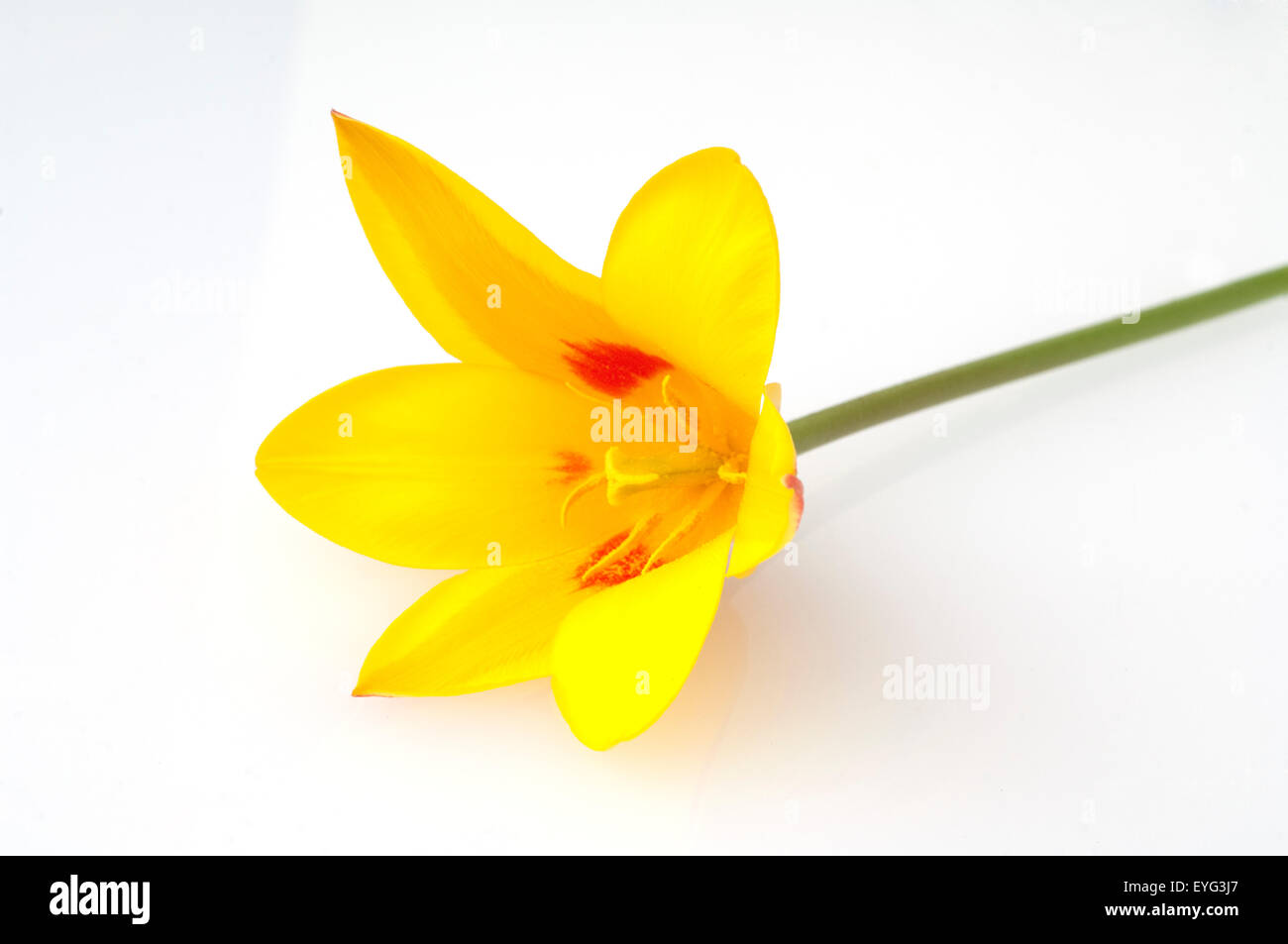 Wildtulpe; Ausstellungboden; Tulipa Stockfoto