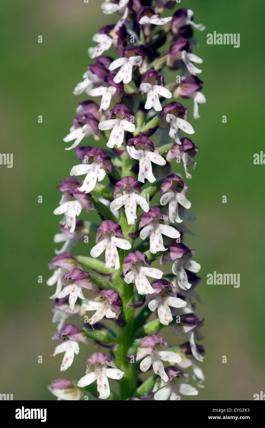 Brand-Knabenkraut, Orchis Ustulata, Stockfoto