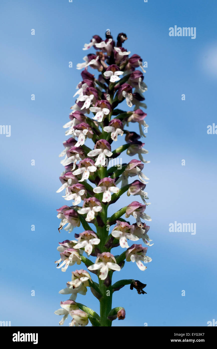 Brand-Knabenkraut, Orchis Ustulata, Stockfoto