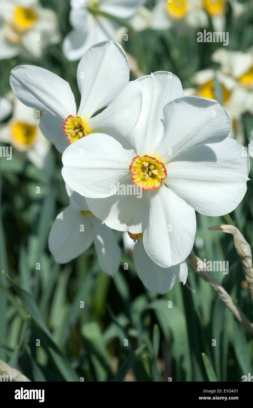 Dichternarzisse Narcissus Poeticus; Stockfoto