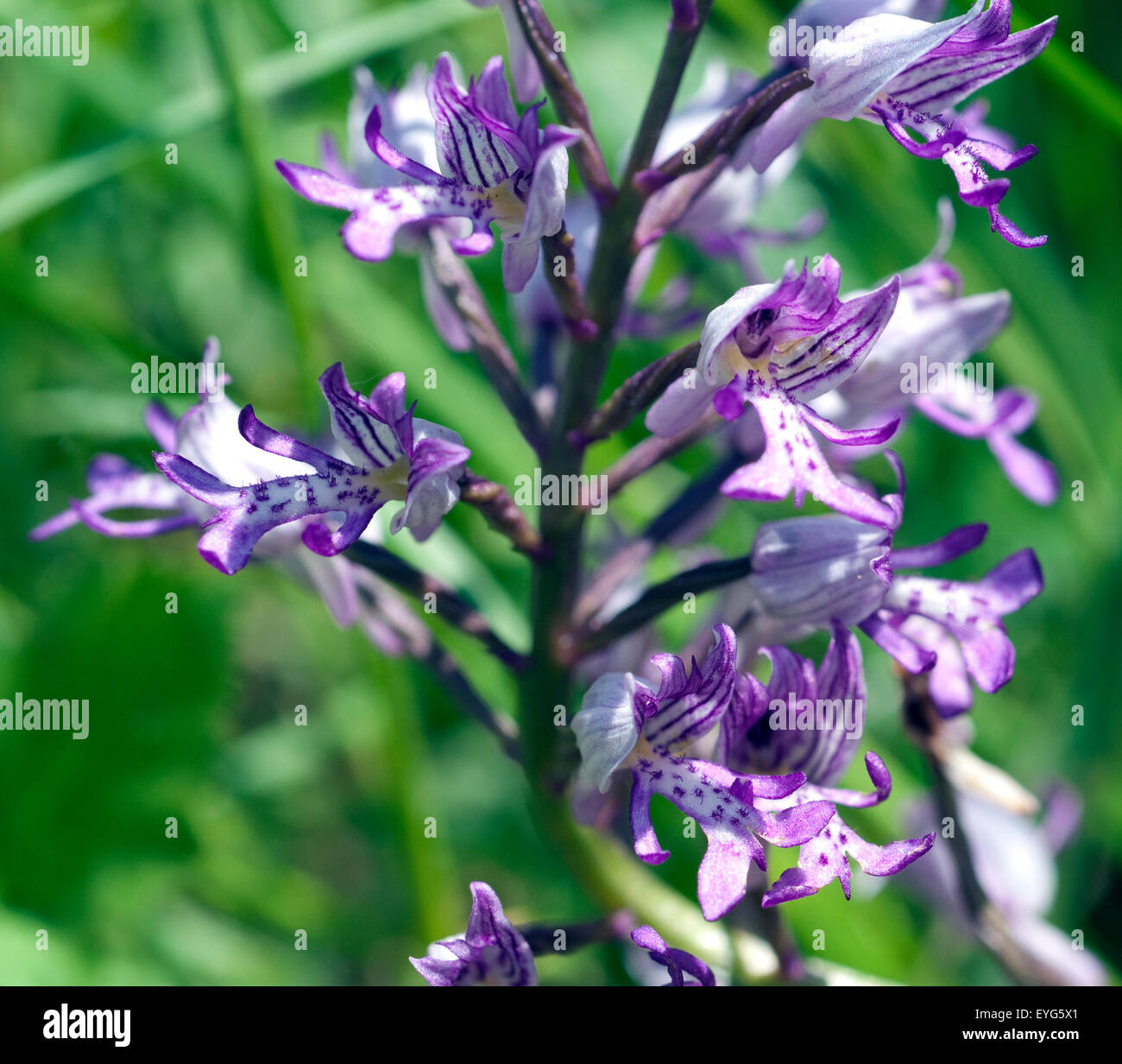 Helm-Knabenkraut, Orchis Militaris, Stockfoto
