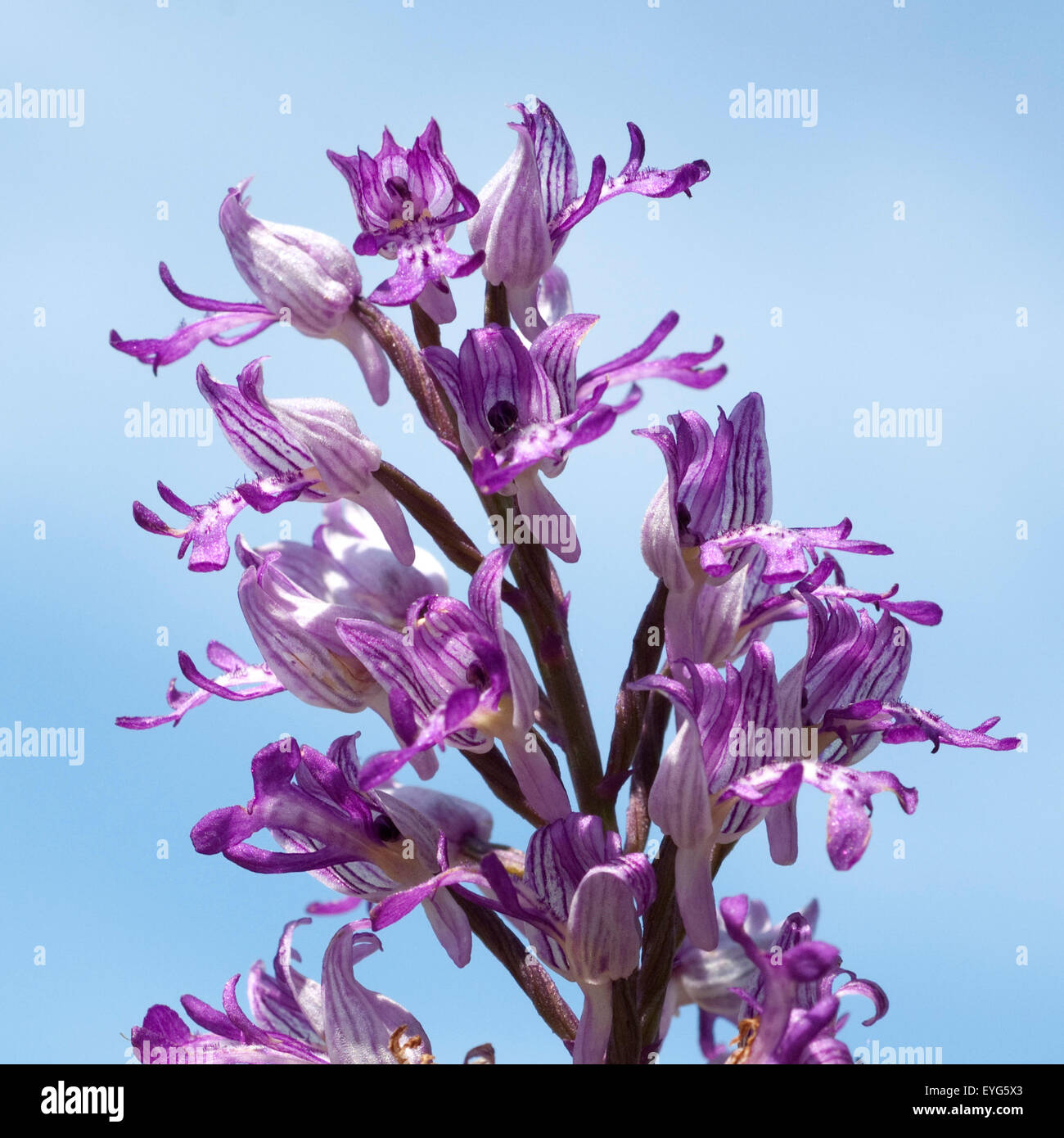 Helm-Knabenkraut, Orchis Militaris, Stockfoto