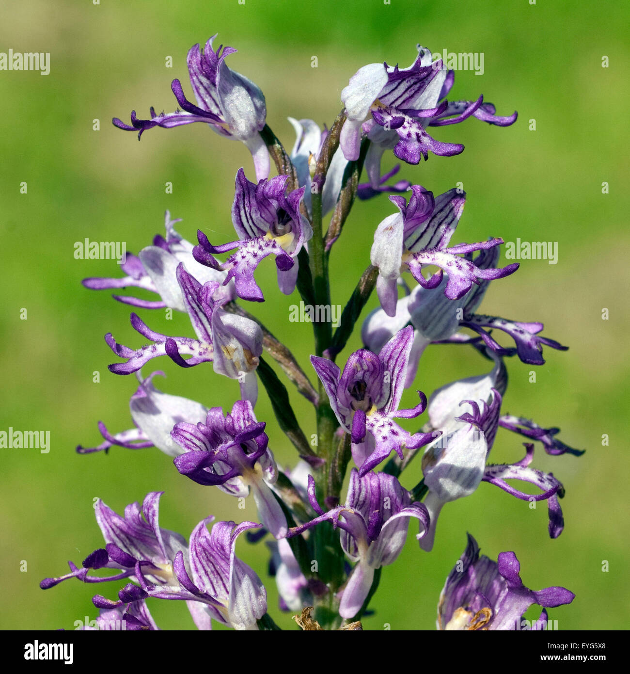 Helm-Knabenkraut, Orchis Militaris, Stockfoto
