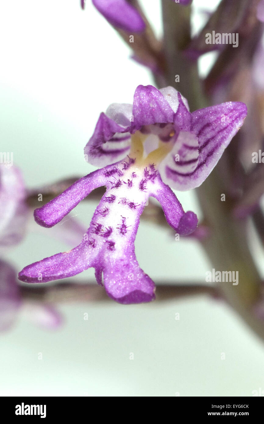 Helm-Knabenkraut, Orchis Militaris, Stockfoto