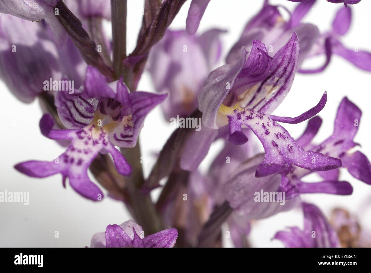 Helm-Knabenkraut, Orchis Militaris, Stockfoto