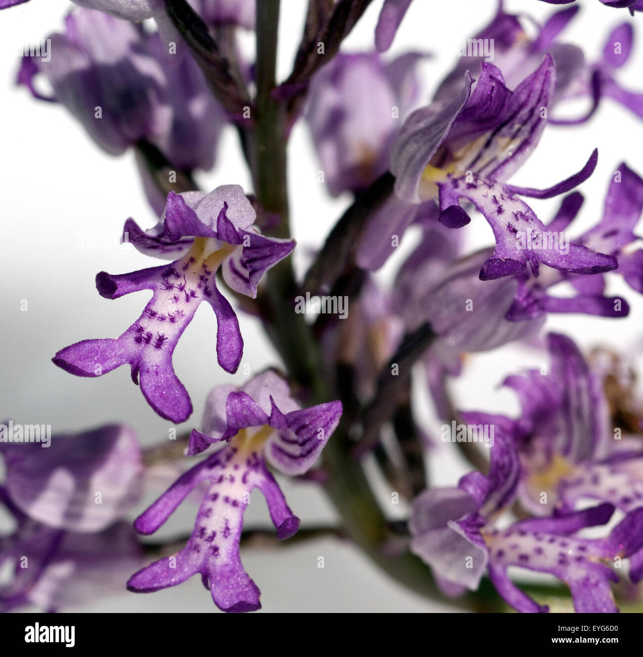 Helm-Knabenkraut, Orchis Militaris, Stockfoto