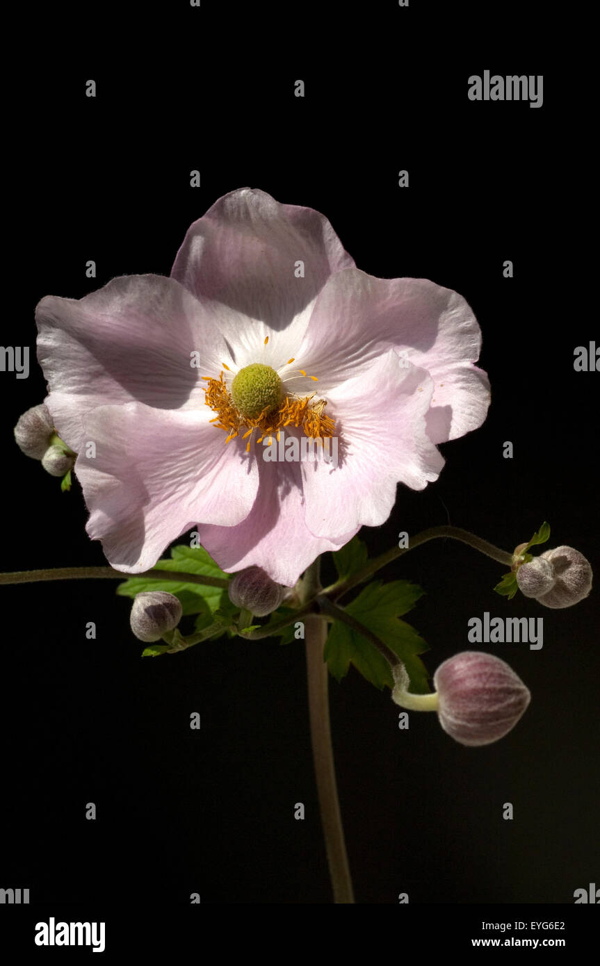 Herbstanemone Anemone, Festveranstaltung, Tomentosa, Stockfoto