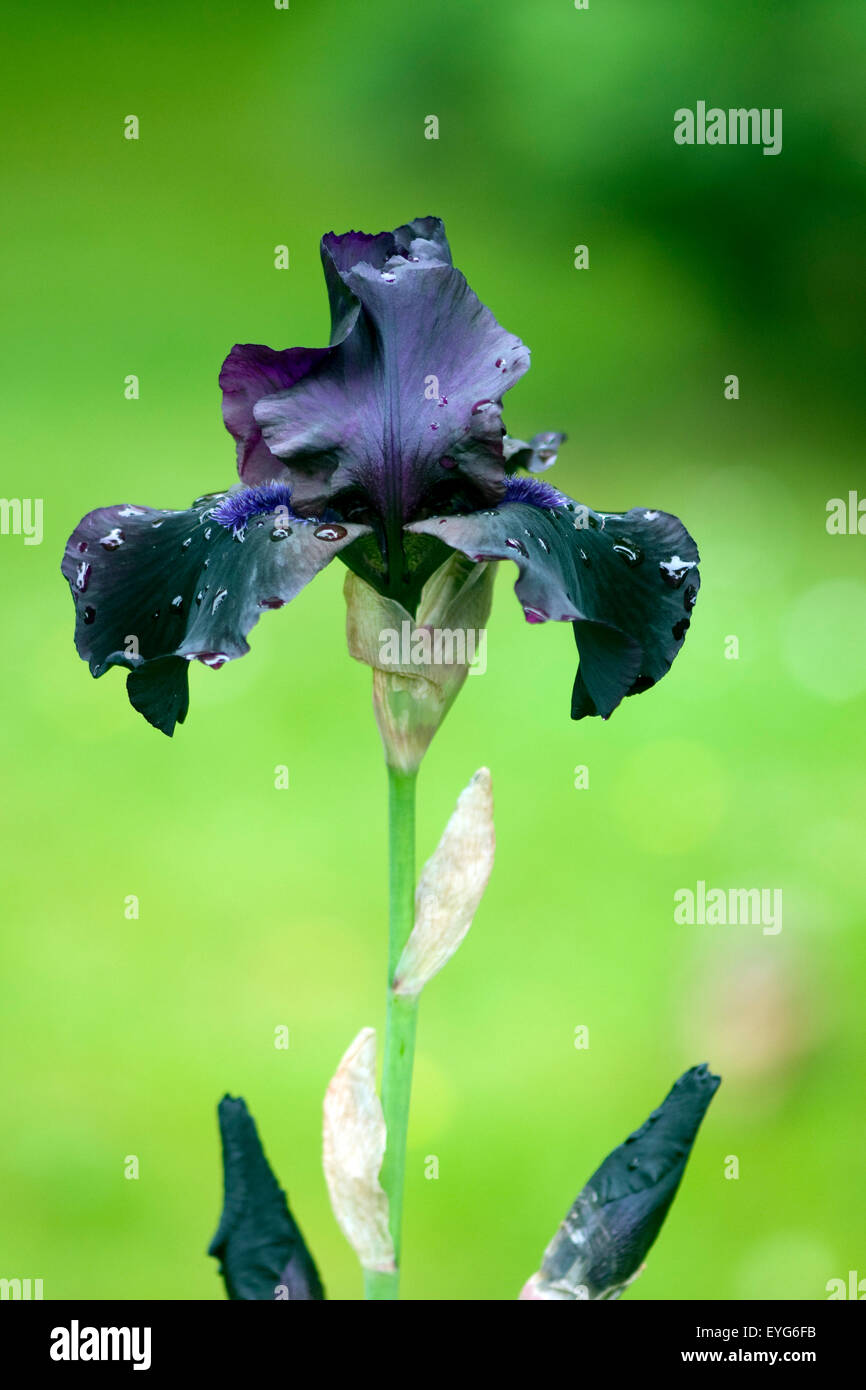 Hohe Bart-Iris, Hallo Dunkelheit Stockfoto